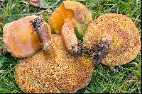 Suillus grevillei image