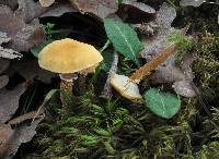 Cystoderma amianthinum image