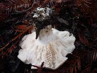 Clitocybe brunneocephala image