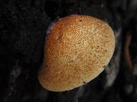 Crepidotus mollis image