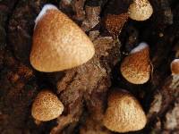 Crepidotus mollis image