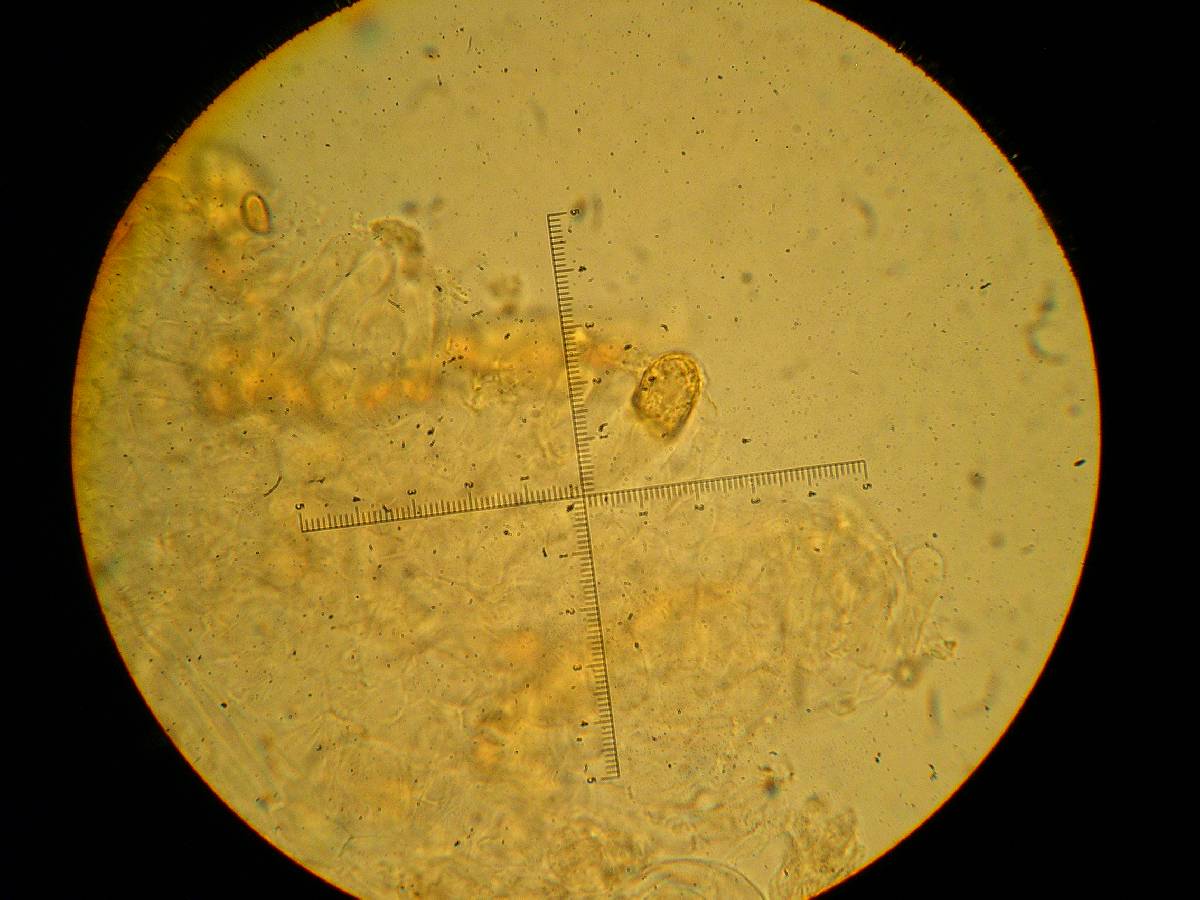 Stropharia albivelata image