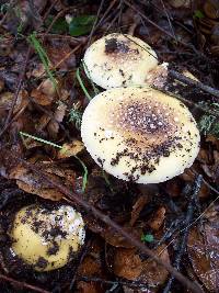 Amanita umbrinidisca image