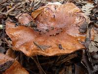 Tricholoma fracticum image