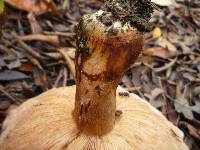 Tricholoma fracticum image