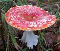 Amanita amerimuscaria image