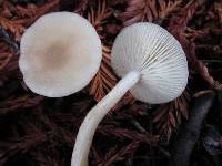 Clitocybe fragrans image