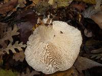 Clitocybe brunneocephala image