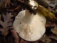 Clitocybe brunneocephala image