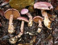 Cortinarius traganus image