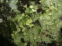 Cladonia carneola image