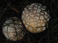 Amanita ameripanthera image