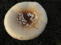 Amanita ameripanthera image