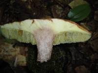 Boletus pallidus image