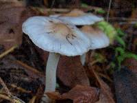 Inocybe lilacina image