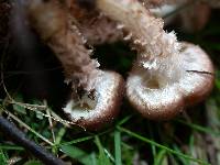 Pholiota terrestris image