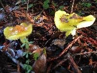 Hygrocybe acutoconica image