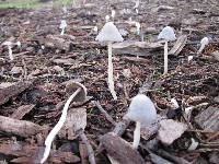 Psathyrella marcescibilis var. virginea image