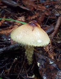 Lepiota magnispora image