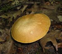 Boletus pallidus image