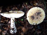 Amanita umbrinidisca image