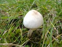 Inocybe geophylla image