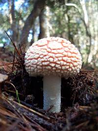 Amanita amerimuscaria image