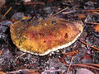 Tylopilus humilis image