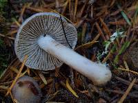 Inocybe ionocephala image