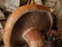 Lactarius rubrilacteus image