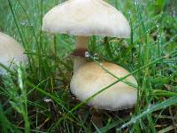 Agrocybe molesta image