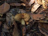 Phaeocollybia olivacea image