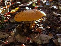 Suillus caerulescens image