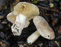 Lactarius pallidiolivaceus image