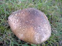 Amanita ameripanthera image