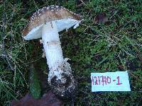 Amanita ameripanthera image