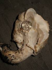 Agaricus albolutescens image