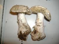 Amanita smithiana image