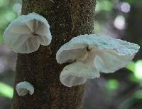 Campanella tristis image