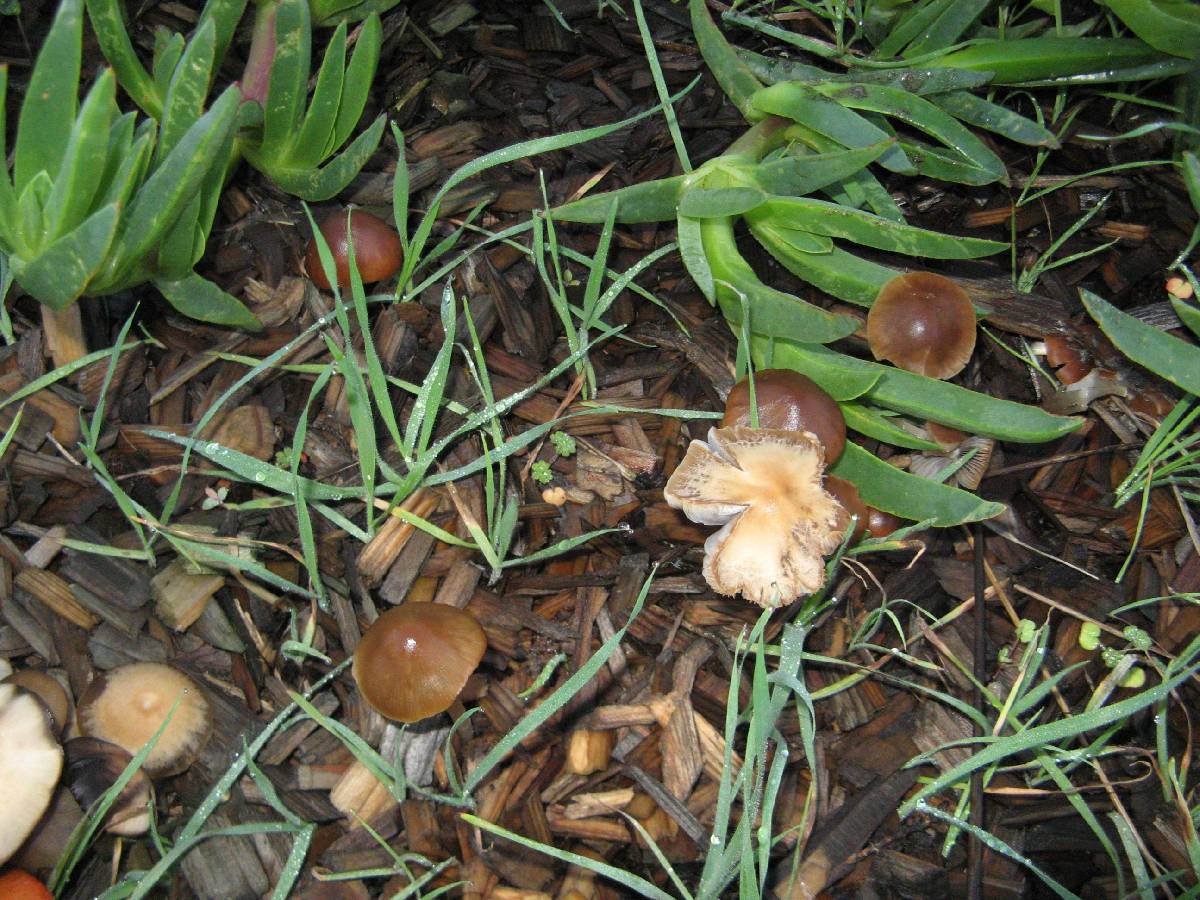 Parasola conopilea image
