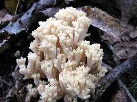 Ramaria botrytoides image