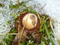 Geastrum triplex image