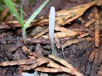 Clavaria acuta image