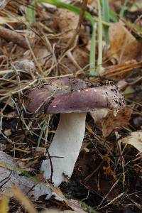 Russula cessans image