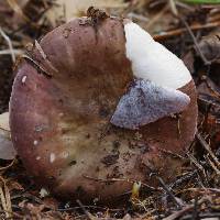 Russula cessans image