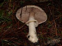 Agaricus hondensis image