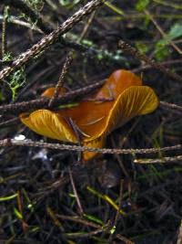 Cortinarius cinnamomeus image