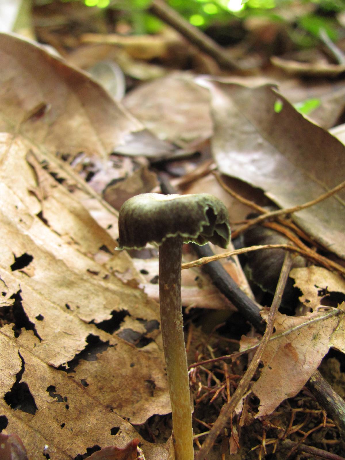 Hygrocybe prieta image