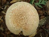 Amanita ravenelii image