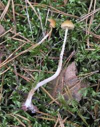 Galerina mniophila var. mniophila image